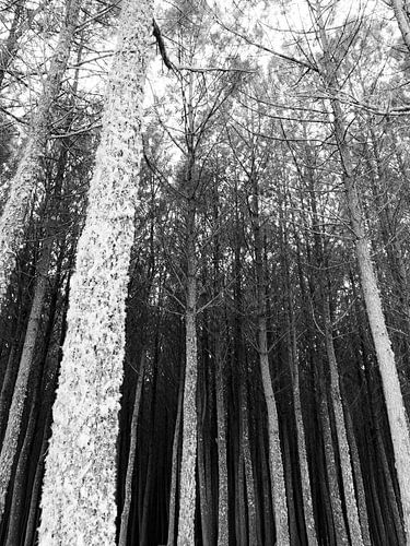 Forêt n° 3