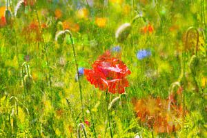 Une prairie d'été pittoresque