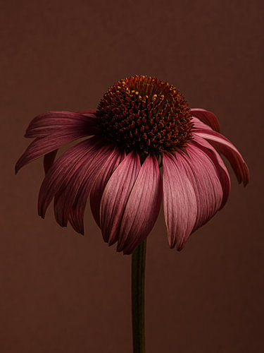 Warme chique en elegantie - Zonnehoedje in het licht van Marjolijn van den Berg