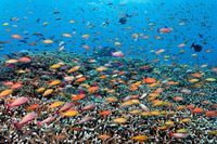 Rainbowed Sea