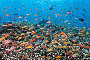 Un arc-en-ciel dans la mer