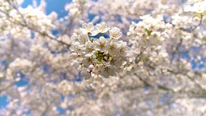 Spring blossom 2 by Marloes van Pareren