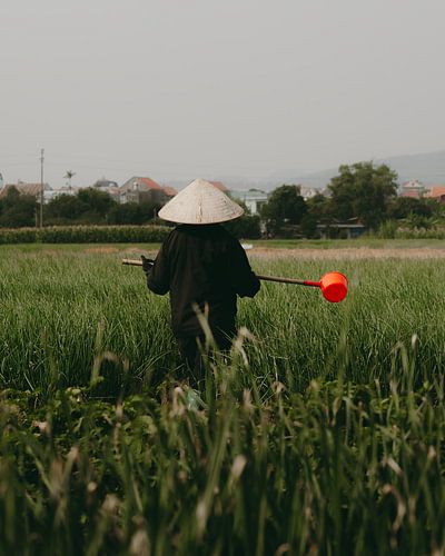 Reisbäuerin in ihrem Reisfeld