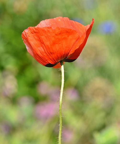 Mohn in Nahaufnahme von Shutterbalance