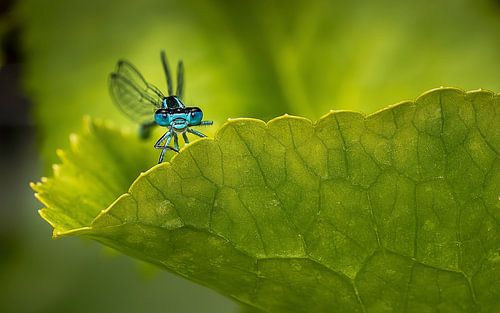 blue damselfly
