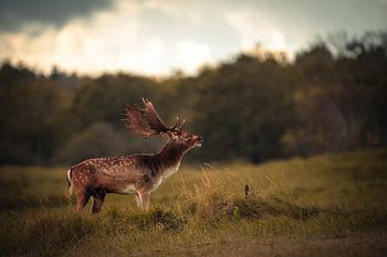 Burning fallow deer
