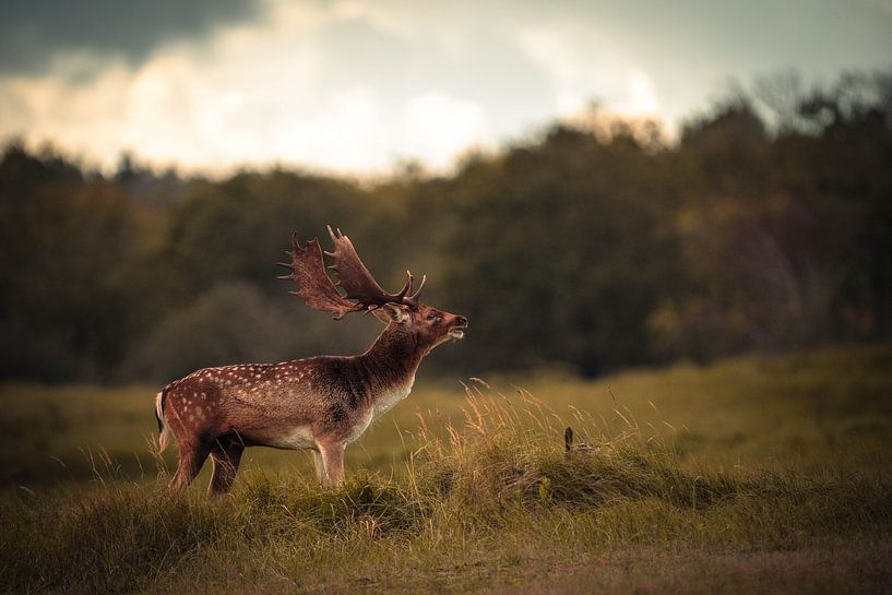 Brennendes Damwild von Lopen in de natuur