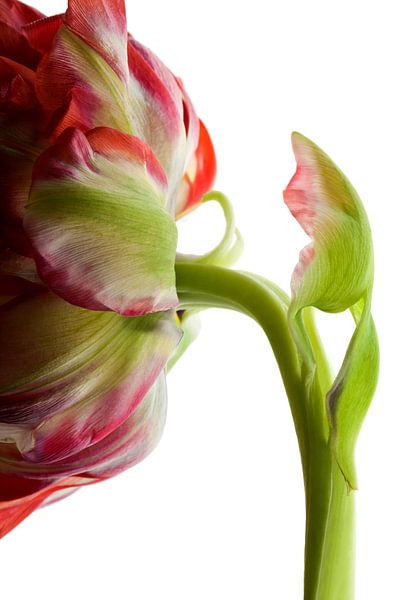 Tulip by Henk Leijen