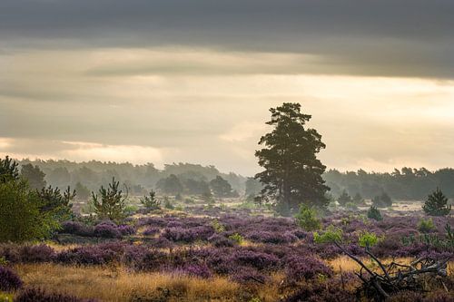 Heathland near Radio Kootwijk