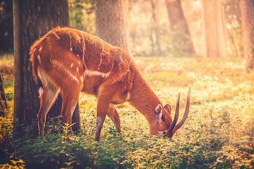 Een jong hert zoekt voedsel tijdens de ochtenduren in de beschutting van het bos