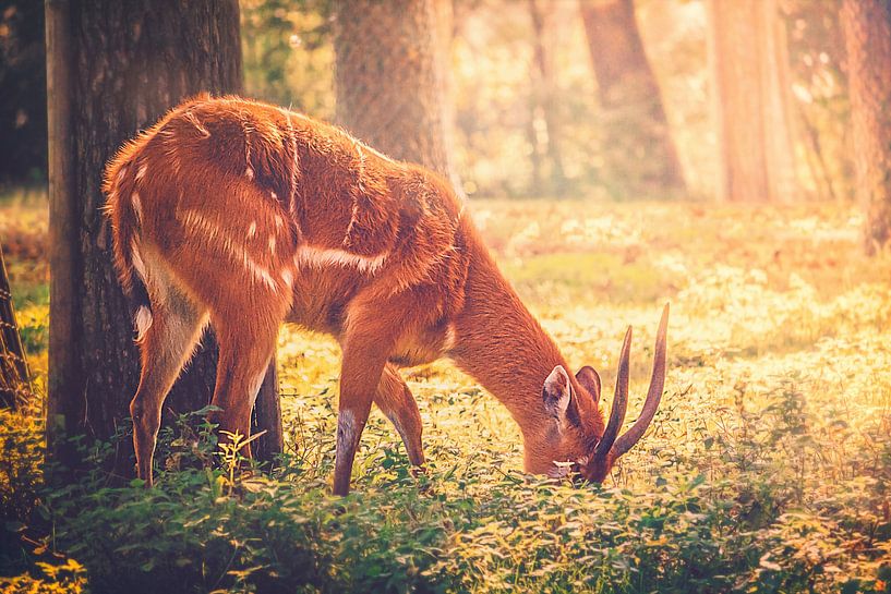 Ein junges Reh sucht während der Morgenstunden Schutz im Wald von Jakob Baranowski - Photography - Video - Photoshop