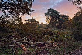 Sonnenaufgang @ Brunssummerheide