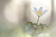 Bosanemoon (Anemone nemorosa) van Cor de Hamer thumbnail