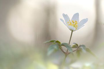 Bosanemoon (Anemone nemorosa) van Cor de Hamer