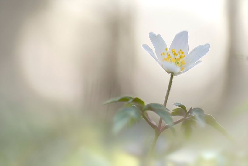 Bosanemoon (Anemone nemorosa) van Cor de Hamer