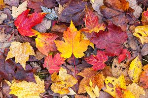 Muster der gefallenen Baum Blätter in der warmen Herbstfarben braun, gelb und rot