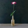 Begonia in old bottle by Marion Kraus