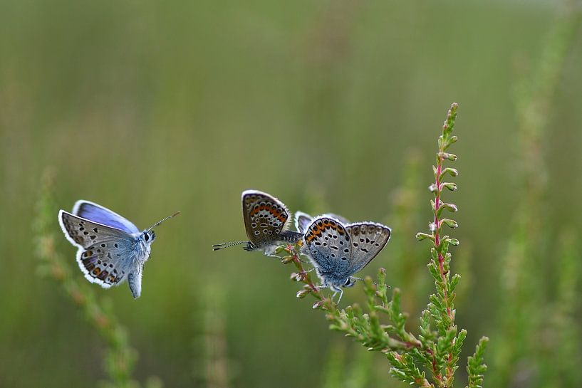 Friendship on the Heath by A. Bles