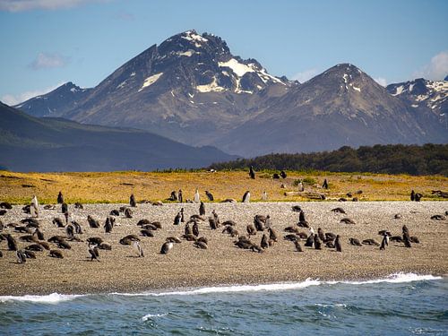 Pinguïnkolonie in het Beaglekanaal