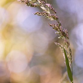 Lovely grass by Winanda Winters