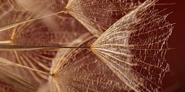 Warm golden glow – A panoramic view of a wisp of the Morning Star by Marjolijn van den Berg