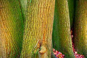 troncs des arbres sur Martin Rijpstra