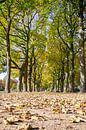 Autumn in the park by Mark Bolijn thumbnail