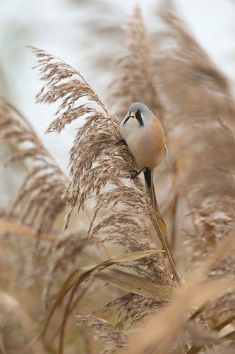 mitten im Schilf... Bartmeise *Panurus biarmicus*