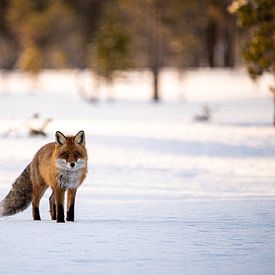 Un renard dans la neige sur Ed Klungers