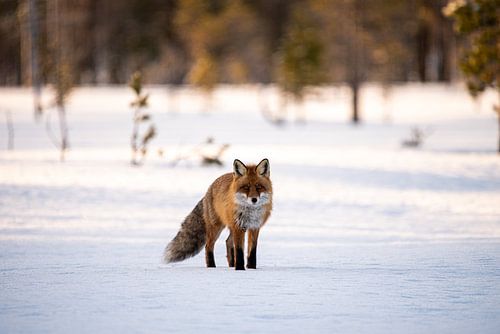 fox in the snow