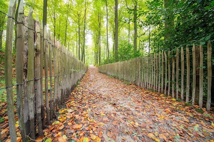 Herfst in het Brakelbos van Marcel Derweduwen