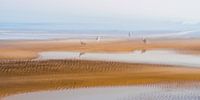Zeemeeuwen op het strand