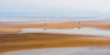 Zeemeeuwen op het strand van Andrea Gaitanides - Fotografie mit Leidenschaft