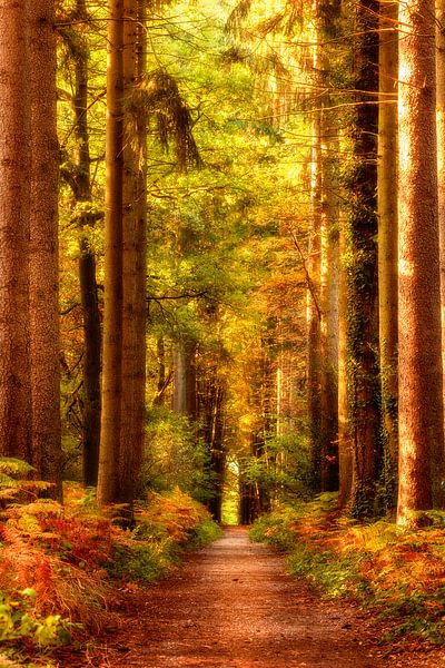 Herfst in het Vijlenerbos in Zuid-Limburg van John Kreukniet