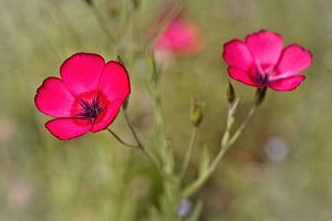 Phlox