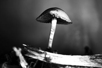 Mushroom - Paddestoel