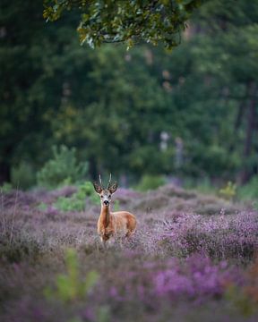 Reebok in de paarse heide van Tom Zwerver