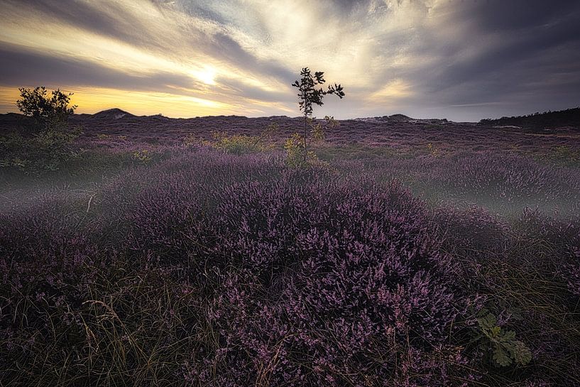 Heather in the schoorl dunes by peterheinspictures