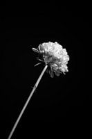 Flower in afternoon sun