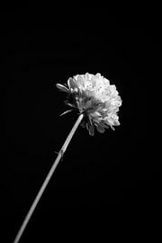 Blume in der Mittagssonne von Eveline Hellingman
