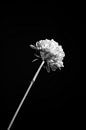 Blume in der Mittagssonne von Eveline Hellingman Miniaturansicht