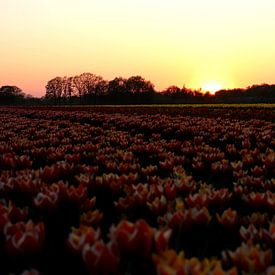 Tulipes sur Simon E