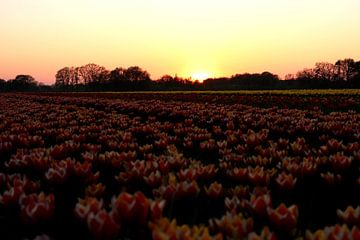 Tulpen van Simon E