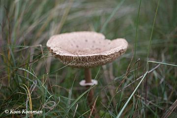 Paddestoelen of is het paddo's van Koos Koosman