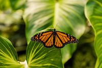 Monarchvlinder op blad