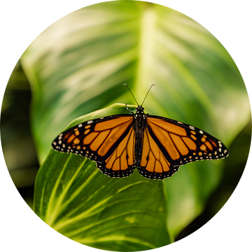 Monarchvlinder op blad van Lynn Wolters