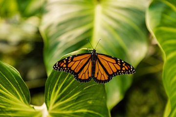 Monarchvlinder op blad van Lynn Wolters