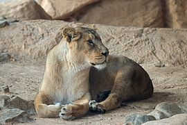 lioness resting by W J Kok