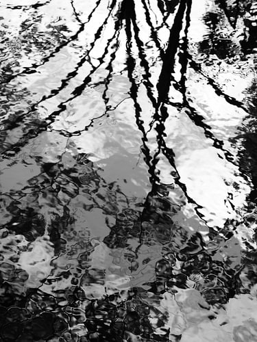 Reflections in the Water