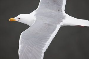 Meeuw in de vlucht von Ramon Bovenlander